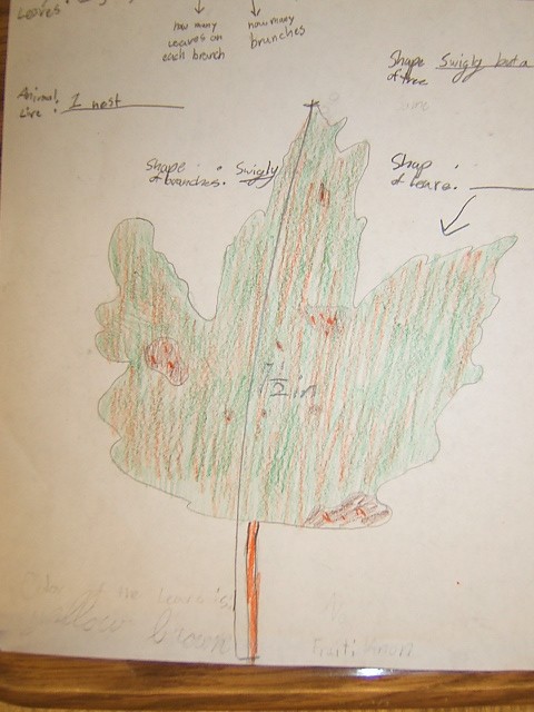 Leaf Drawing