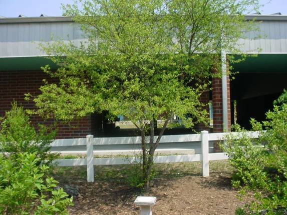 Our Tree in Spring