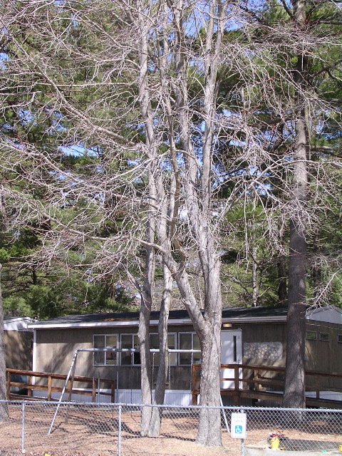 Our Spring Tree