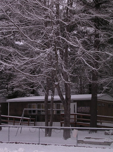 Our Tree in Winter