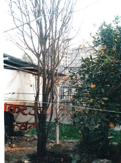 Winter Tree