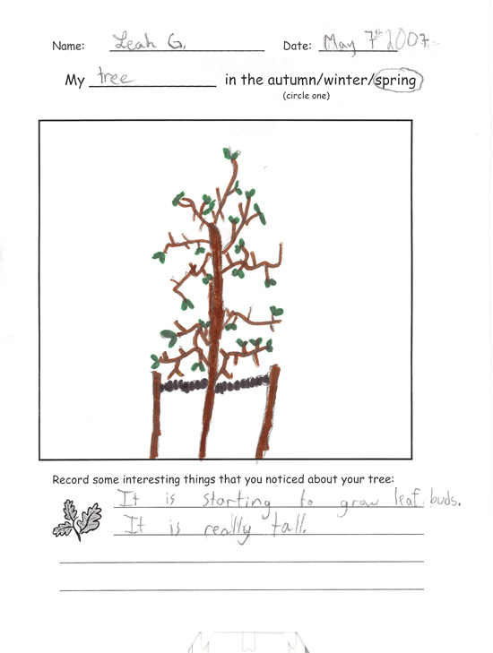 Leah's Spring Tree