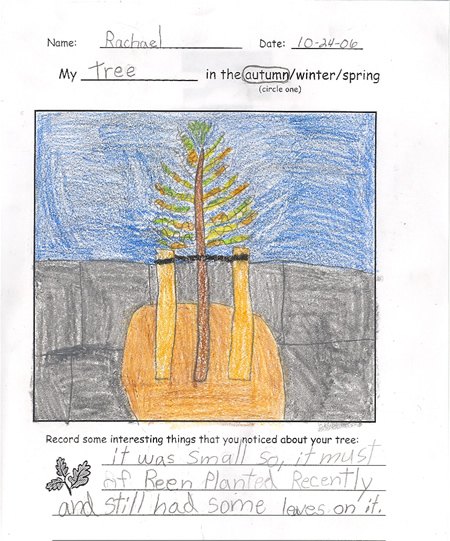 Fall Tree