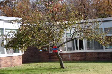 class tree