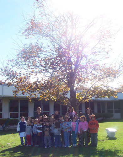 Our tree in the fall.