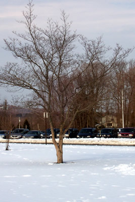 our class tree in the winter