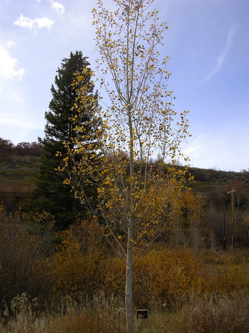 Fall Tree