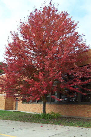Fall Tree