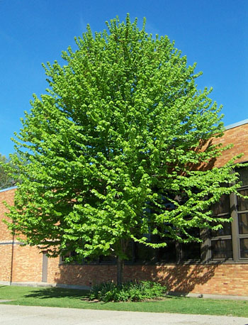 Spring tree