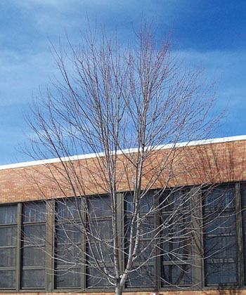 Winter Tree