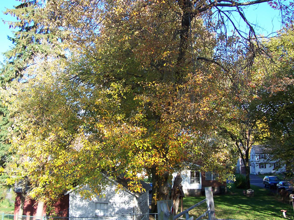 Fall Tree
