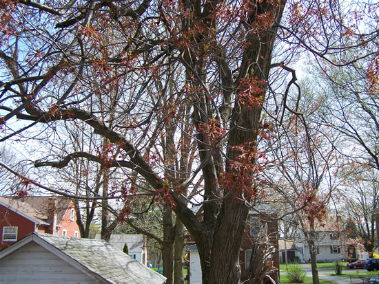 Our Spring Tree