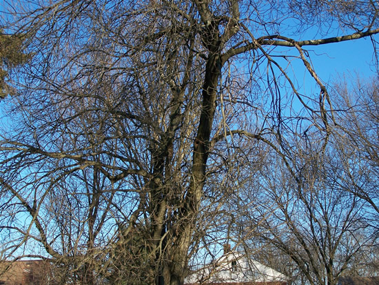 Winter Tree