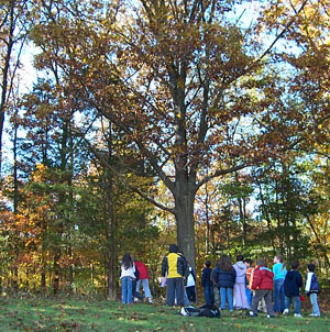 Fall Tree