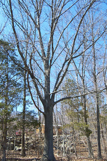 Spring tree