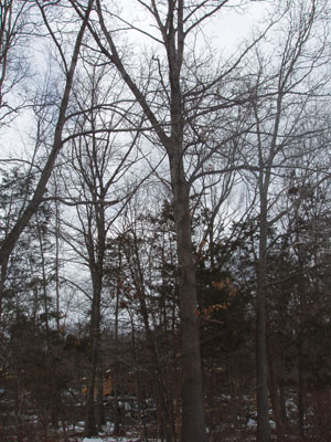 Winter Tree