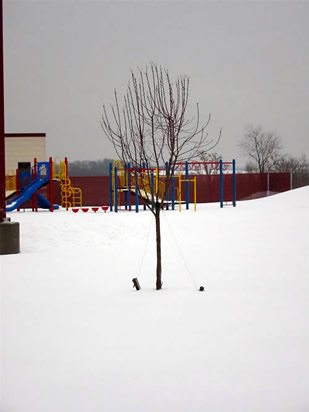 Winter Tree