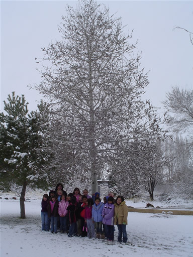 winter tree