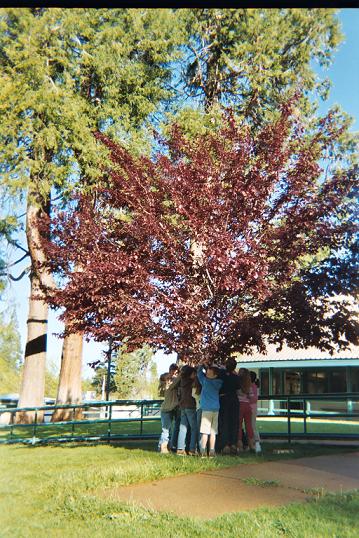 Spring Tree
