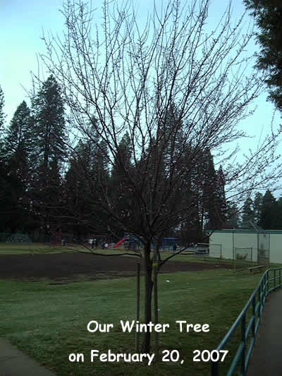 Winter Tree