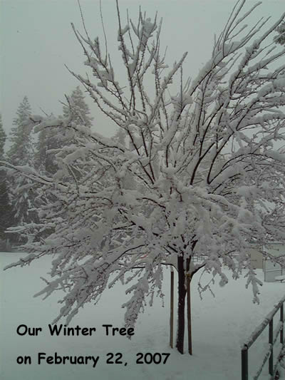 Winter tree on 2/22/07