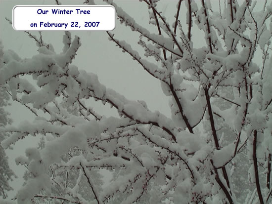 Winter Tree Branches