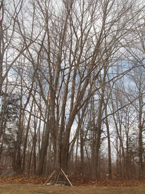 Winter tree