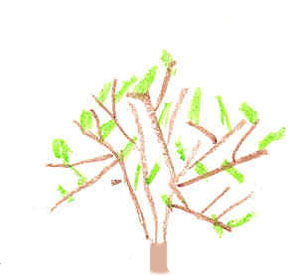 Tree by Anthony