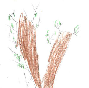 Tree by Eddie
