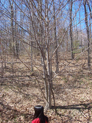 Spring Tree