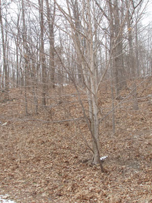 Winter Tree