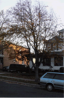 Fall Tree