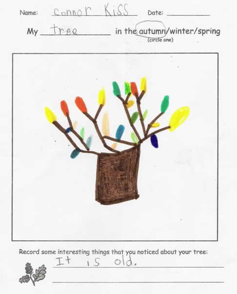 Fall Tree by Connor