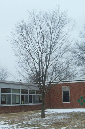 winter tree