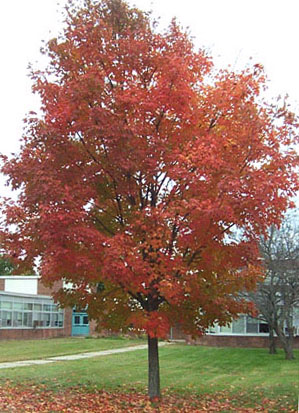 Fall Tree