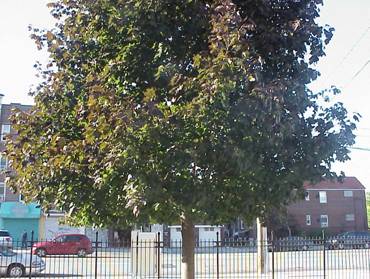 Our Fall Tree