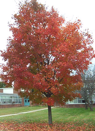 Fall Tree