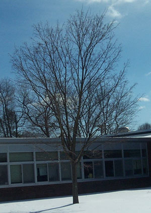 winter tree