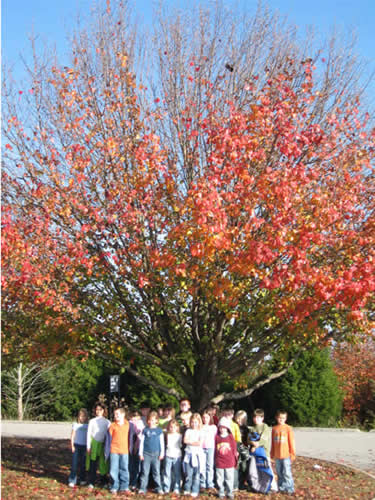 Our Class and our Bradford Pear Tree - Bark Rubbing 