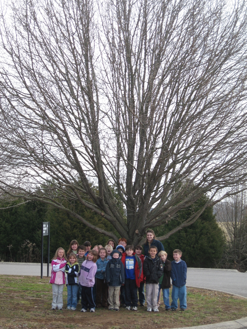 Our Class and Our Winter Tree