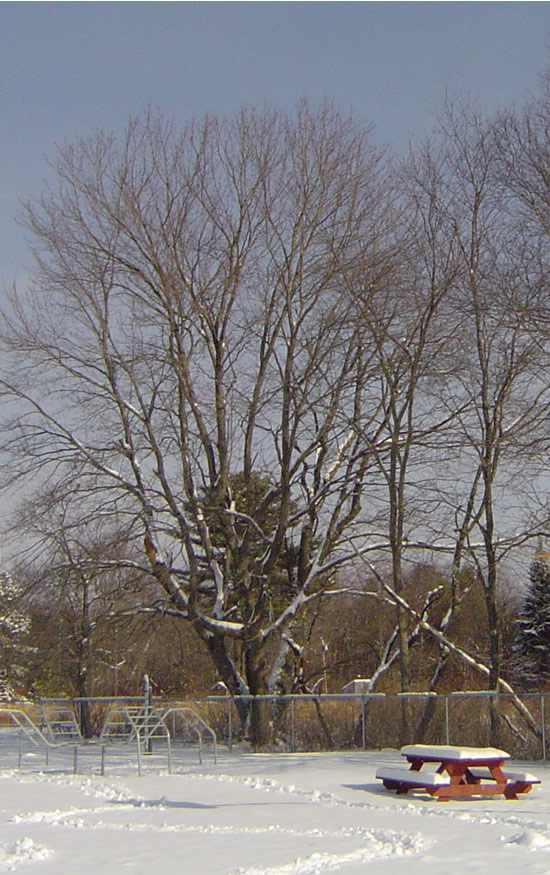 Our Winter Tree