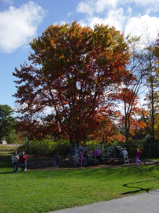 Our Fall Tree:  Here you see a closer look at the leaves!