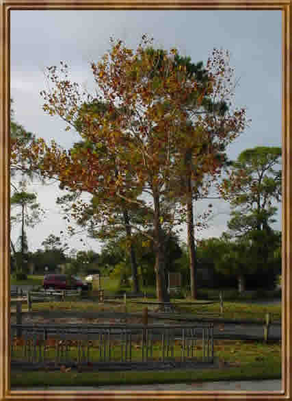Fall Tree