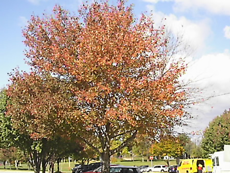 Fall Tree