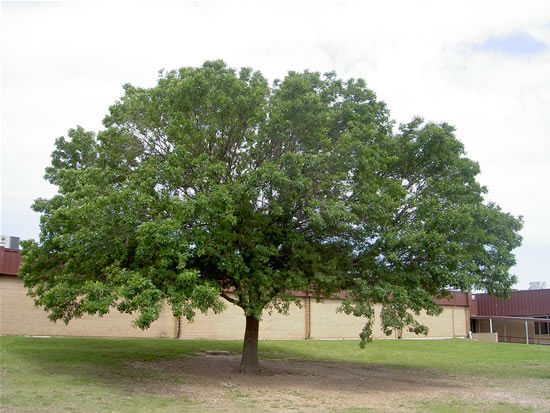 Our Tree in Spring. Roll over to see the gazebo!