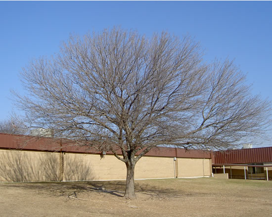 Our Winter Tree