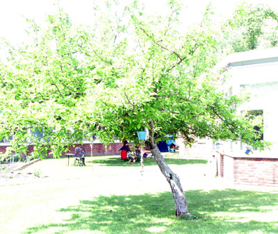Spring Tree