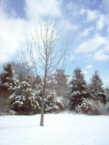 Winter Tree