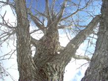winter tree branches