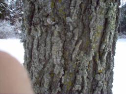 winter tree trunk